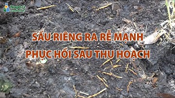 CẢI TẠO ĐẤT – SẦU RIÊNG RA RỄ MẠNH, PHỤC HỒI SAU THU HOẠCH | HỢP TRÍ SUMMIT