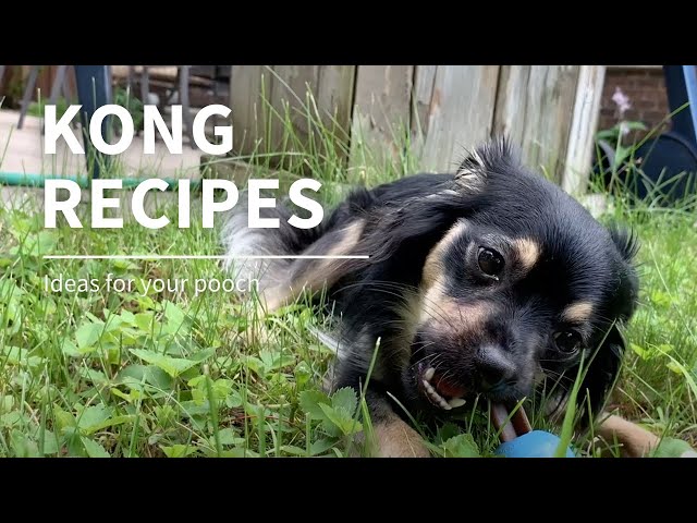 10 Favourite Kong Recipes To Make Your Dog's Day - Pawsitive Thinking