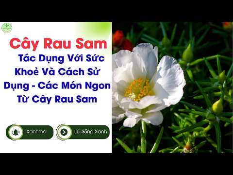 Cây Rau Sam: Tác Dụng Với Sức Khoẻ Và Cách Sử Dụng - Các Món Ngon Từ ...