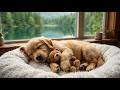 🐾 Relaxing Music for Dogs 🌙 Calm Bedtime Music for Better Sleep