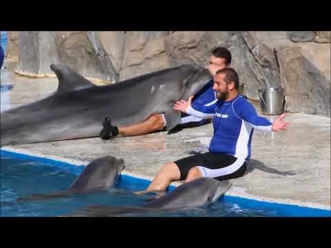 ვიდეო: დელფინებთან ცურვა - გასართობი თუ ფსიქოთერაპიის მეთოდი?