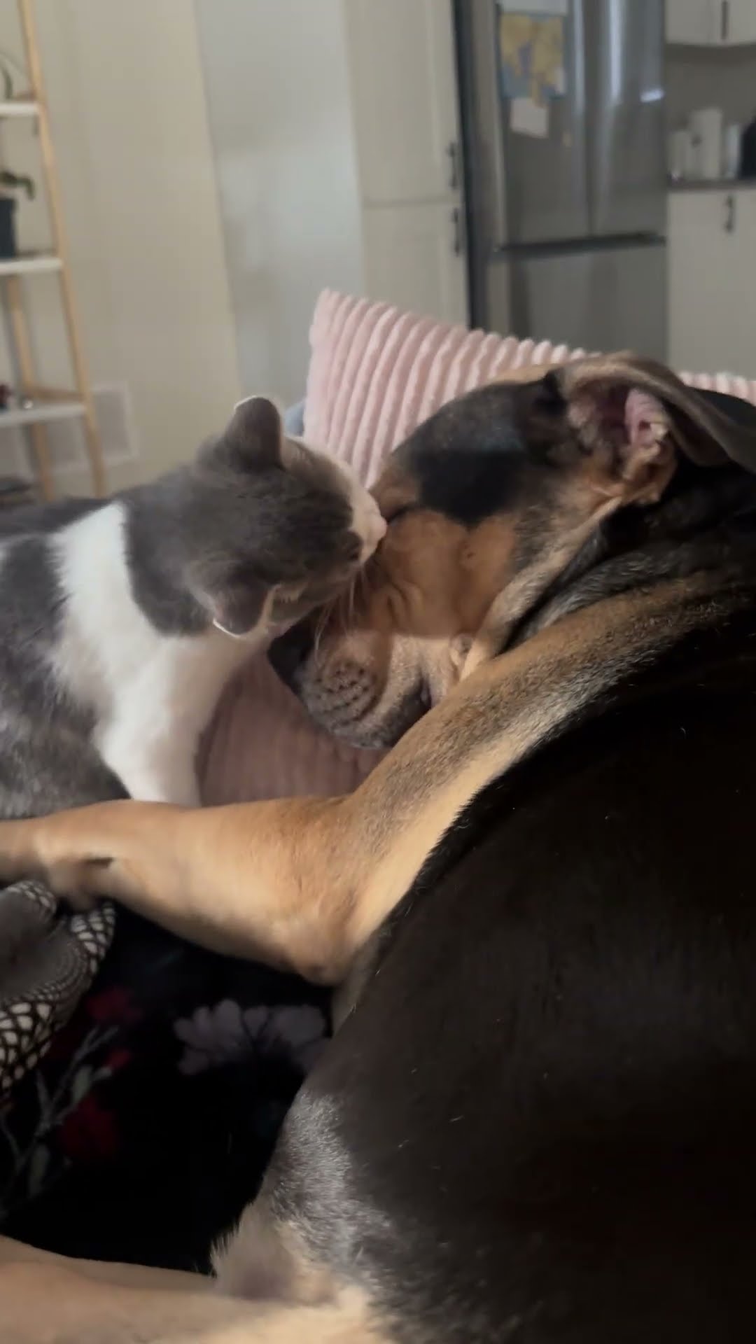 Kitten Gives Relaxing Grooming to Patient Pitbull Mix