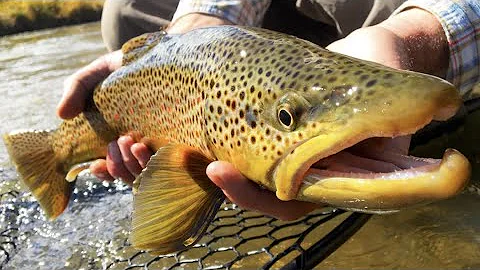 FLY FISHING SLANG AND TERMINOLOGY EP 1