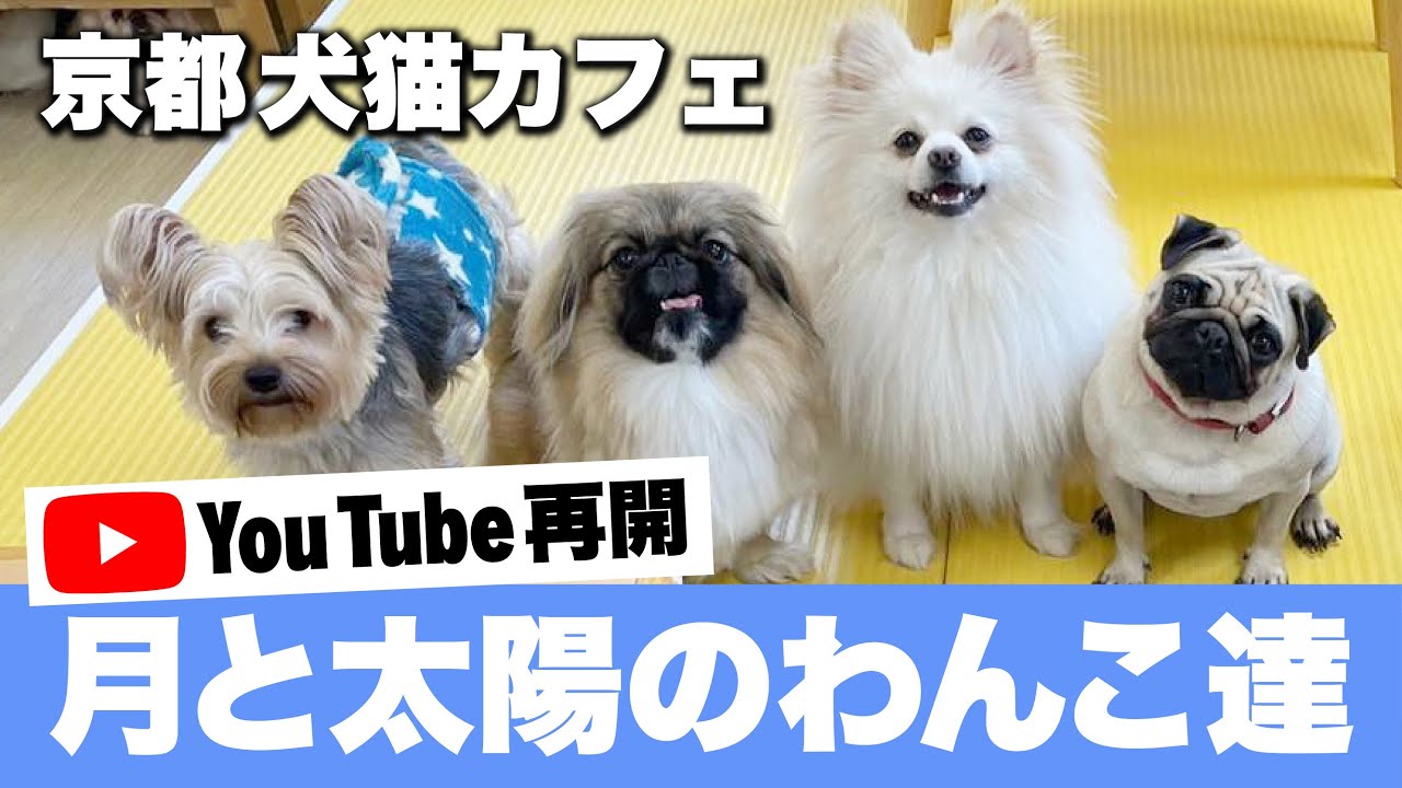 祝・再開】月と太陽3年ぶりのYouTube再開！！わんこキャストを全紹介 