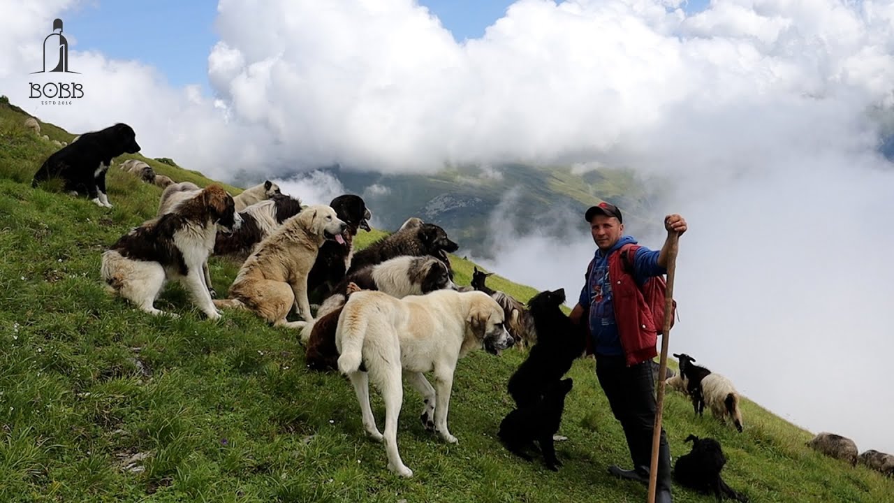 VIDEO CU URȘII ȘI LUPUL CARE AU ATACAT OILE DE LA STÂNA LUI STEFAN CIUNTEREI - MUNȚII RODNEI 2023
