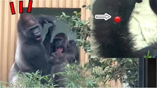 Unexpected gorilla couple fight breaks out! Genki's left hand is injured.｜Momotaro family