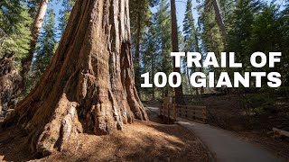 Trail of 100 Giants in Sequoia National Forest