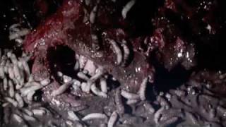 Dario Argento Trailer