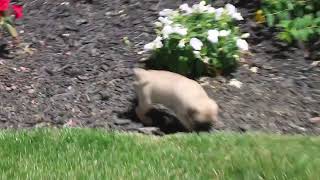 Pug Puppies For Sale