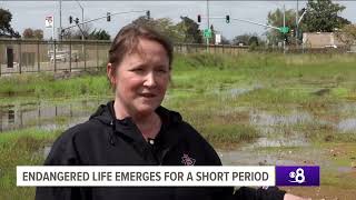 KFMB-SD: Earth 8: Vernal Pools at Miramar College