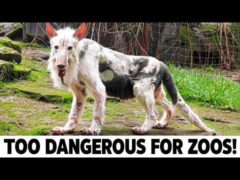 20 Most Dangerous Animals That Even Zoos Refuse to Keep!