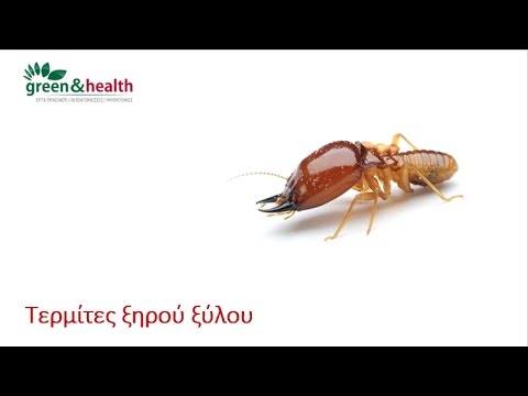 Βίντεο: Πολυφάγο έντομο κλίμακας Καλιφόρνιας