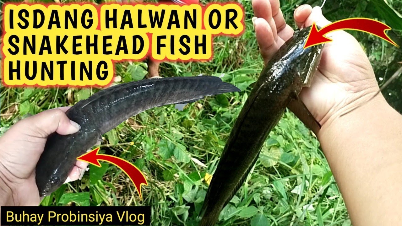 Panghuhuli ng isdang Halwan or Snakehead fish YouTube