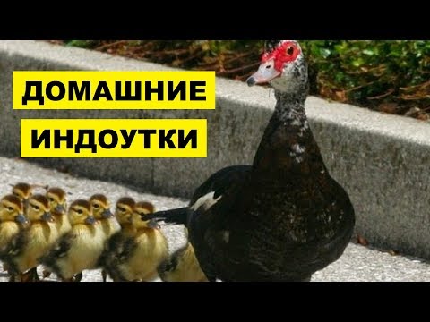 Домашние индоутки как бизнес идея | Разведение идоуток