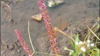Backsound Sunda no copyright Wanci isuk-isuk di pasawahan