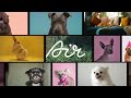 SaaS Explainer Video for Air | SaaS Video Ads Agency .