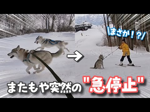 9kmコースに挑戦したらまたもや愛犬ハスキーに異変が…！？