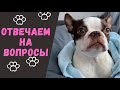 вопрос/ответ | о собаке Бостон Терьер