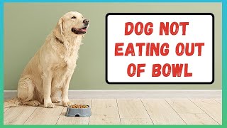 Dog isn't Eating out of Dog Bowl | Dog Won't Eat out of His Dog Bowl