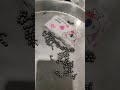 my tiny swarm robot