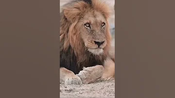 الاسد زهرتو واعرة 