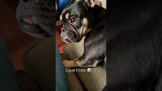 Gracias por seguirme 🐶😃 #amiguitos #dogs #frenchie #perritos #pets