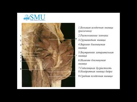 Видео лекция  Топография ягодичной области