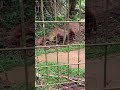 Orangutans at Sanctuary in Bukit Merah  3