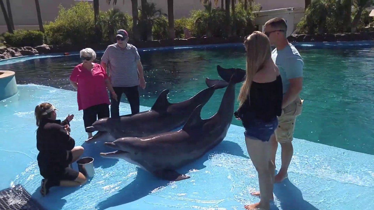 Siegfried Roy S Secret Garden And Dolphin Habitat Show At The