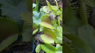 Venus Flytrap vs Stink Bug (Real Footage)