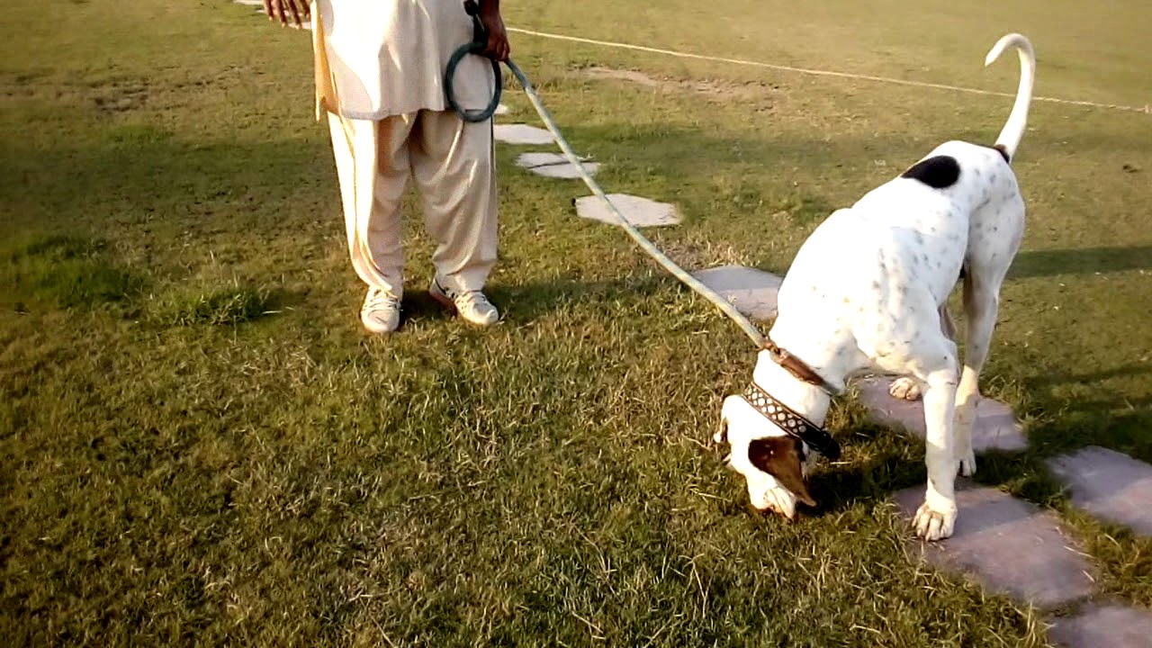 Dog fighting in Pakistan 2017 YouTube