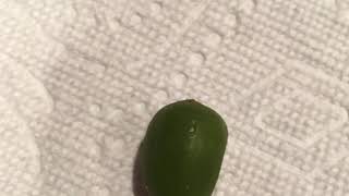 Mini Olive Rocoto “pod test” 