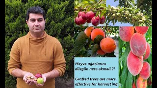 Meyvə ağacları əkəndə nəyə diqqət yetirməli !!! / Grafted fruit trees !