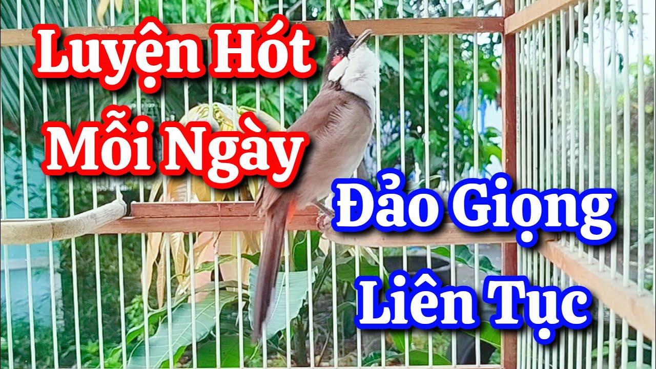 chào mào hót sáng kích bổi - luyện giọng hay ép bổi sổ bọng và căng lửa - chào mào hót đấu
