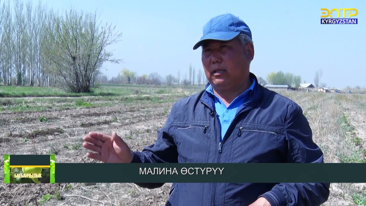 Регион//Малина качан тигилет?