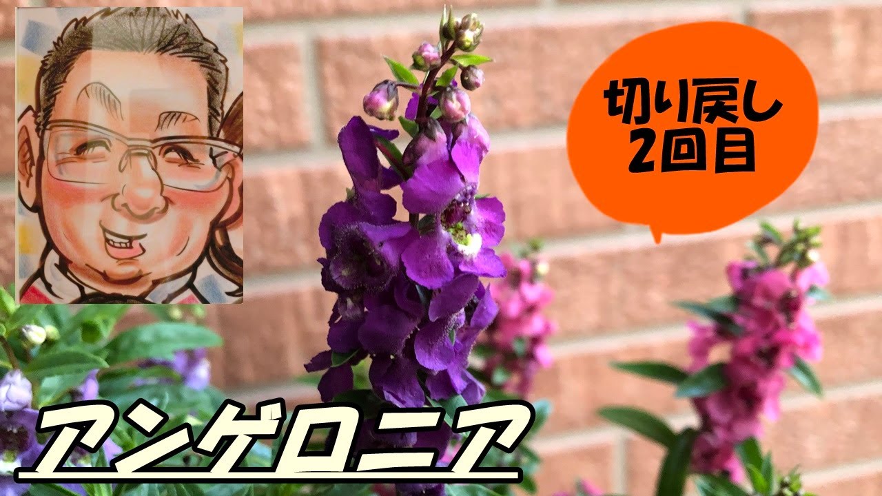 花 アンゲロニアの育て方 切り戻し2回目 Youtube