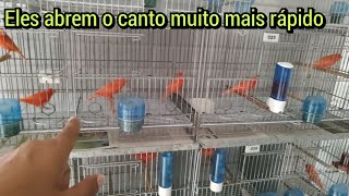 É isso que faz meus canários ESTOURAR O CANTO mais rápido