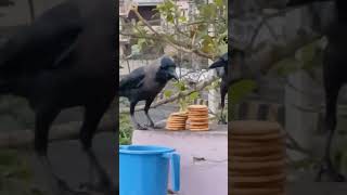 kindness to birds #shorts @nirmal videos
