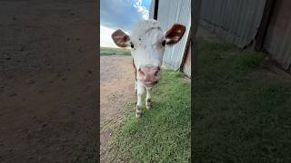 Casi me parte un RAYO por RAQUELITA! ⚡️ Por suerte el abuelo la resguardó rápido de la lluvia ⛈️