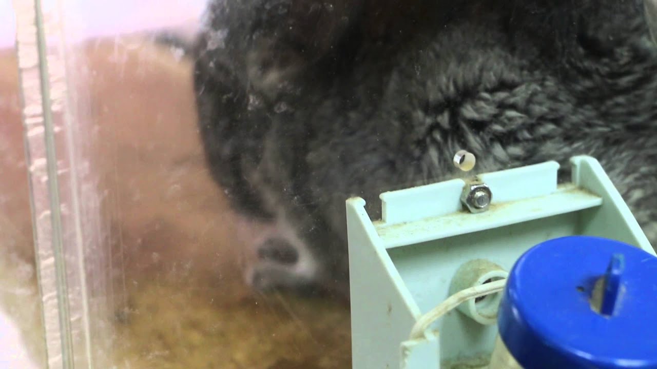 A chinchilla for sale by a Singapore pet shop YouTube