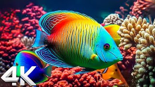 Stunning 4K (ULTRA HD) Underwater Wonders  Tropical Fish & Coral Reefs With Peaceful Piano