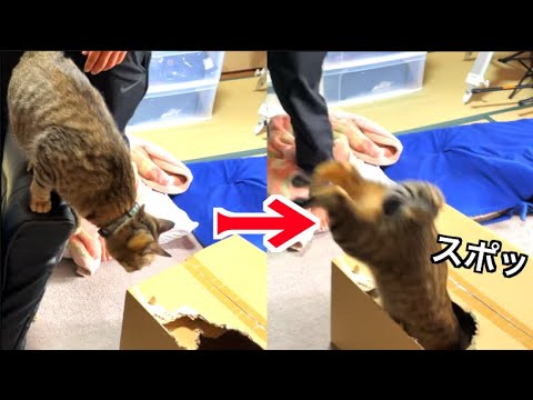 穴があったら入りたいキジ猫みーちゃん