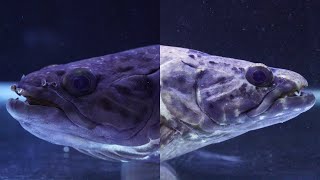 Which Aimara wolf fish do you like?