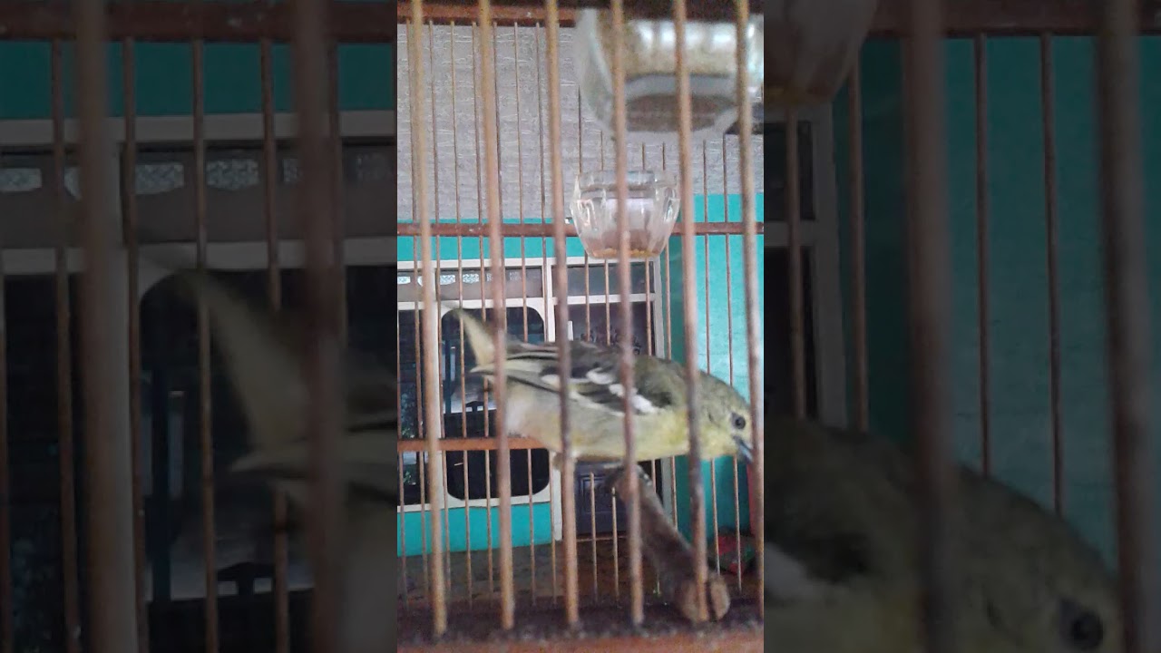 Burung sirtu 