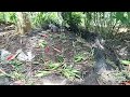 proses pengolahan Jenitri ( RUDHAKSA)secara manual.