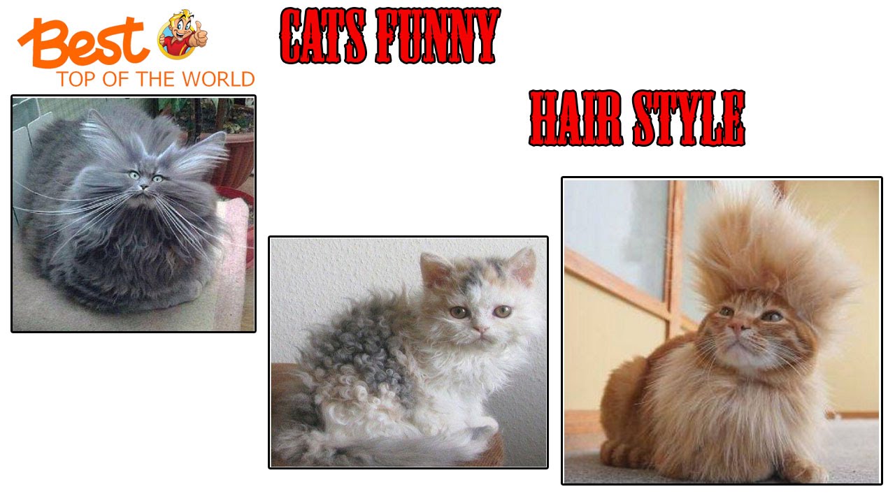 Best Top 30 Cats Funny Hair Styles - YouTube Best Top