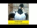 Cililin Gacor Cocok Untuk Isian Murai Dan Lain Lain Burung Kicau Mp3 - Mp4 Download
