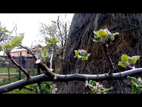 Video: Syzygium Transparent, Sau Măr De Apă