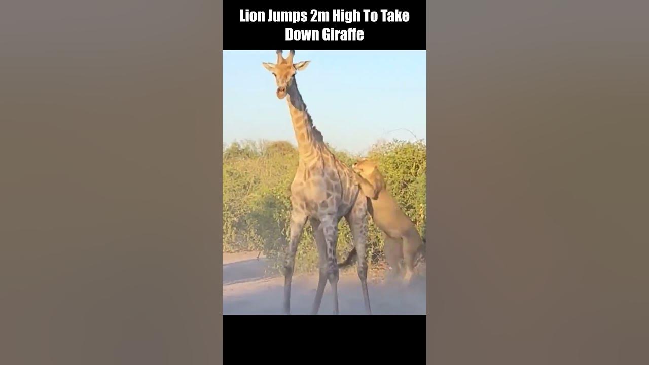 Lion Jumps 2m High To Take Down Giraffe - YouTube