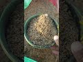 GARDENING TIPS | RICE HUSK | ORGANIC kitchen AND TERRACE GARDEN #organicterracegarden